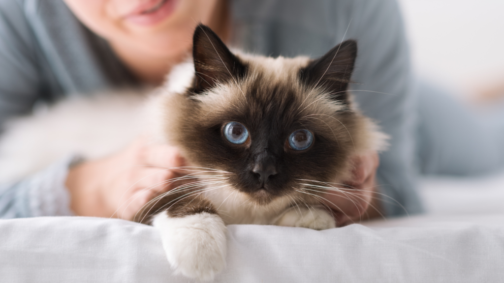 6 passos para gerar bem estar para gato01