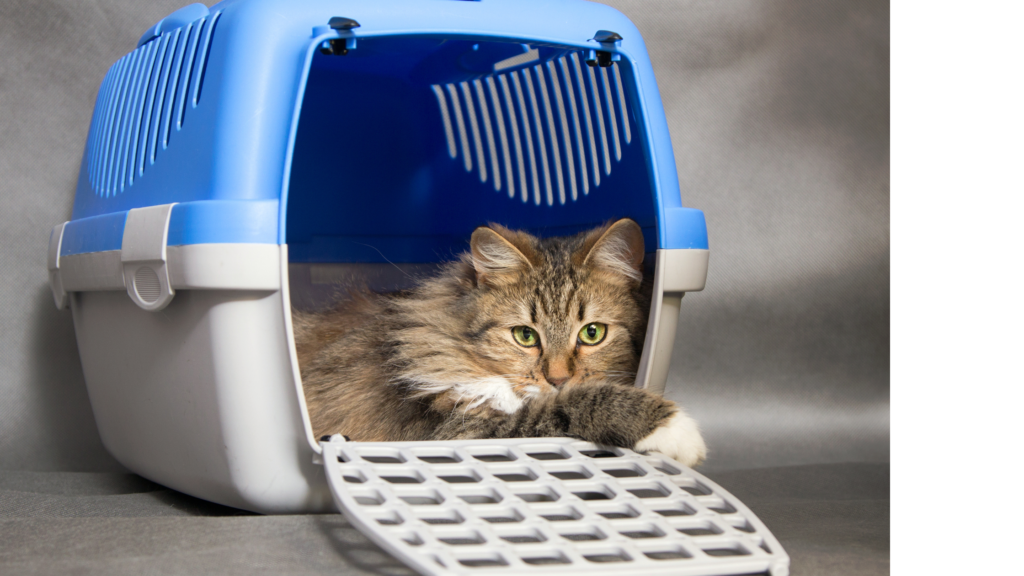6 passos para gerar bem estar para gato02