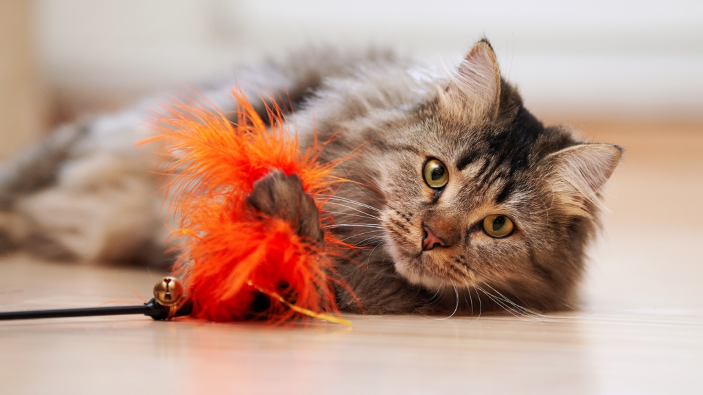6 passos para gerar bem estar para gato03 1