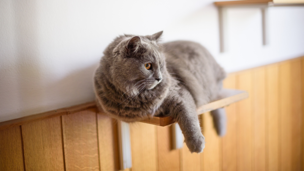 6 passos para gerar bem estar para gato04
