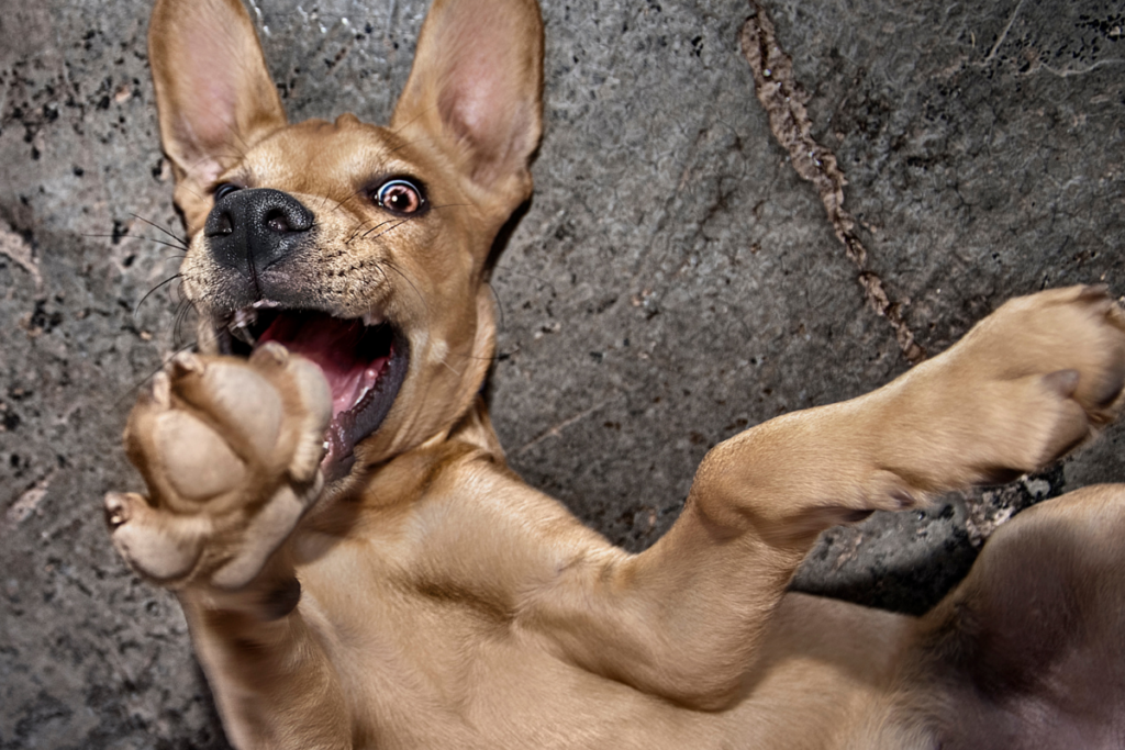cachorro cavando parede 01