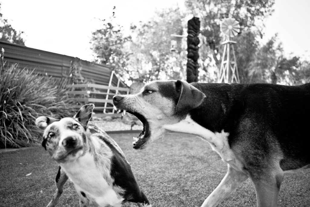 cachorro dominante 02