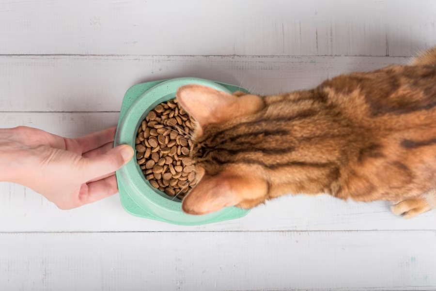 Como Prevenir a Intoxicação Alimentar em Pets