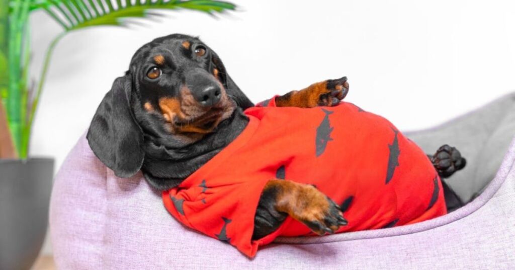 Obesidade-Pet_-Causas-Consequencias-e-Como-Prevenir-em-Caes-e-Gatos