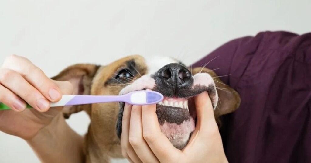 Saúde Oral dos Pets: Tudo o Que Você Precisa Saber Para Evitar Problemas Dentários