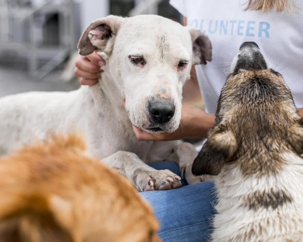 Cachorro com coceira devido a doença de pele