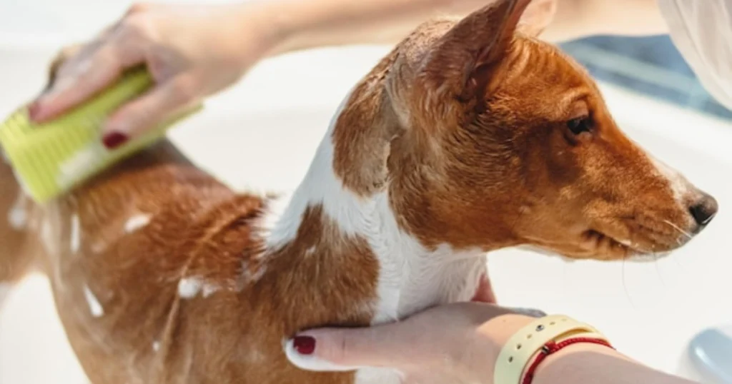cachorro sendo banhado com shampoo terapêutico
