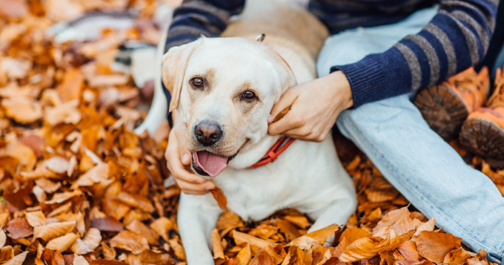 cuidados com pets no outono