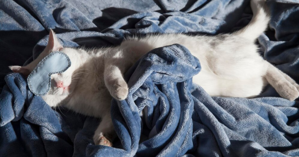 cama aconchegante para gatos no outono