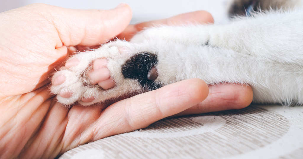 Problemas nas patas dos pets