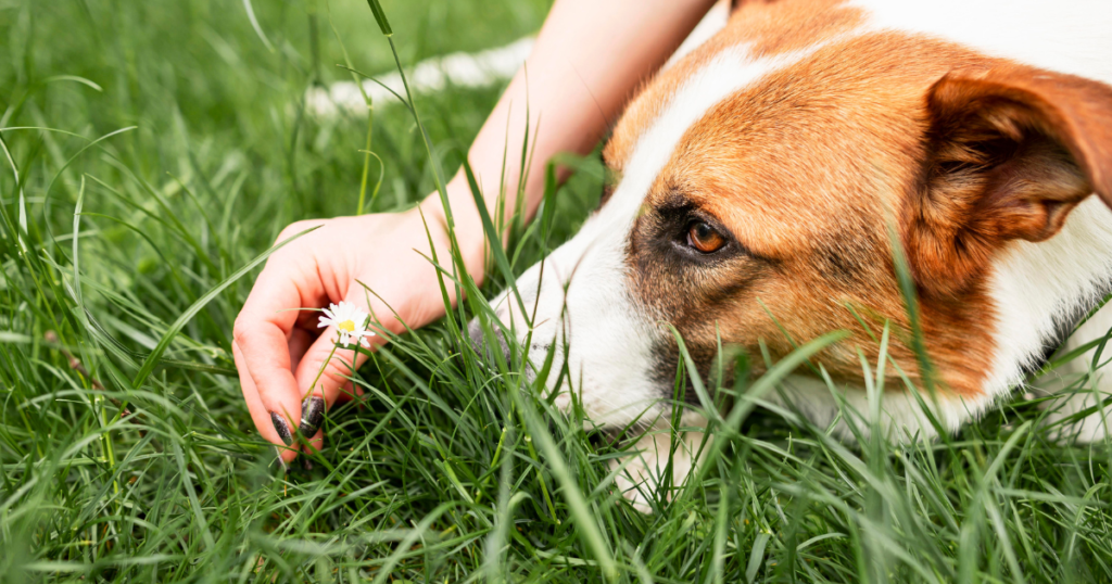 Infográfico sobre doenças causadas por pulgas e carrapatos