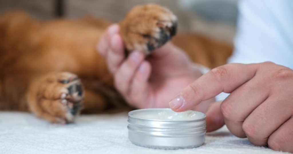 Cuidados com as patas dos pets em casa