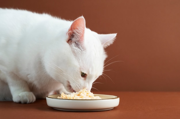 gato comendo ração úmida rica em água