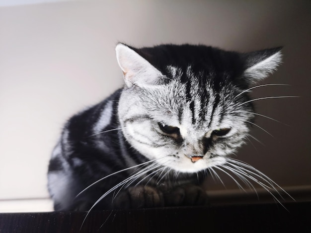 gato apático indicando sinal de doença
