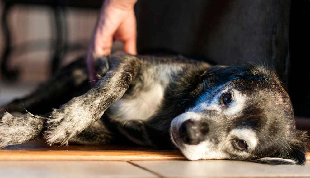 cão idoso recebendo carinho para articulação