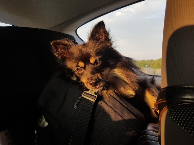 cachorro com enjoo no carro