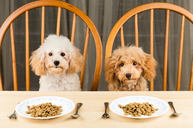 Comida úmida para cães e gatos sendo servida