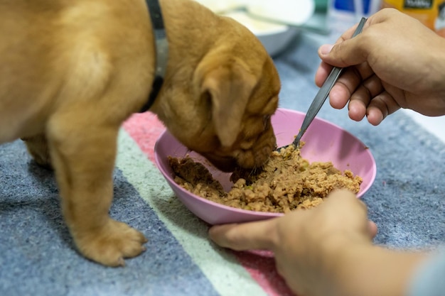 Mistura de ração seca e úmida na alimentação pet