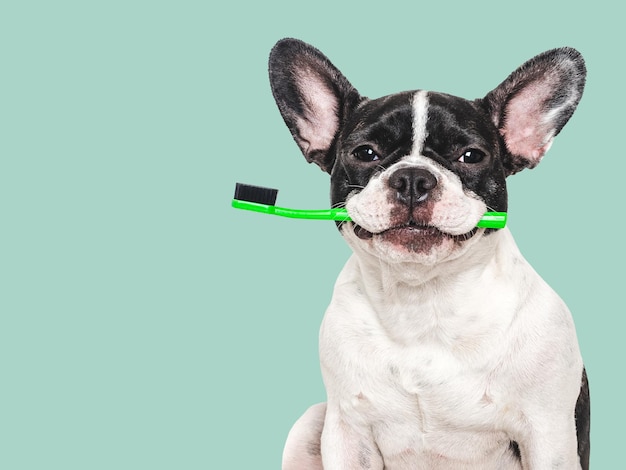 Cão sorridente com dentes limpos e saudáveis.