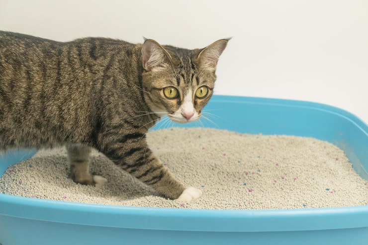 Gato usando areia higiênica na caixa sanitária