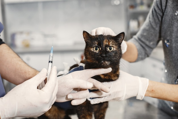 Veterinário realizando exame de sangue e urina em gato sênior