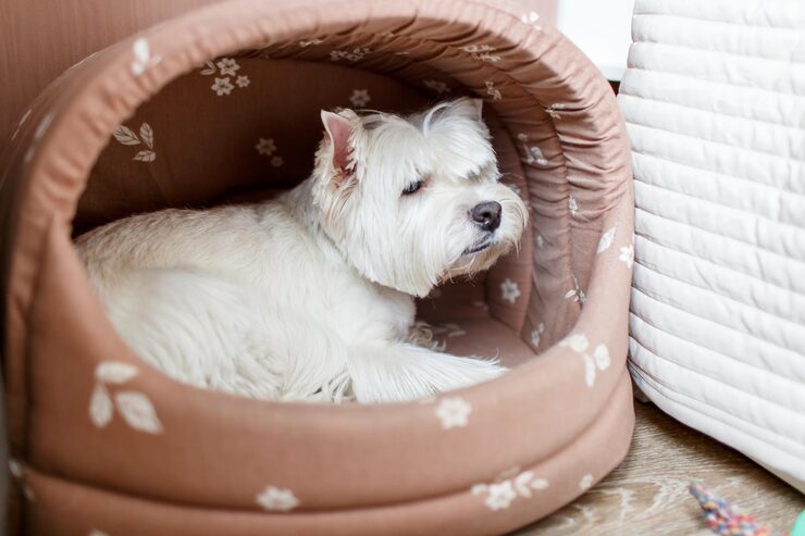 Cachorro pequeno dentro de uma cama tipo toca