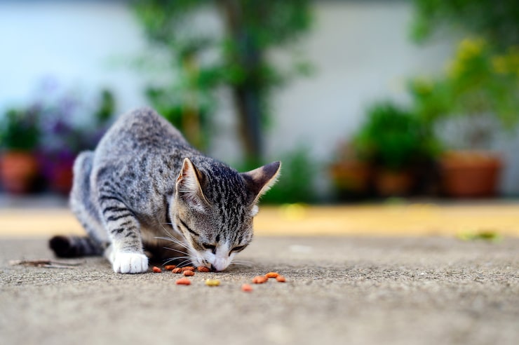 Gato adulto brincando e comendo ração