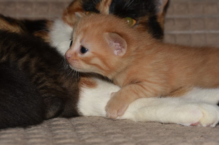 Transição de idade dos gatos adulto e sênior