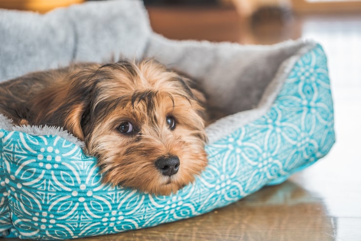 Cama tradicional para cães com bordas macias