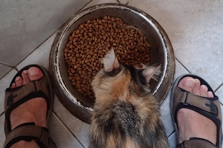 Mistura de ração antiga e nova durante transição alimentar
