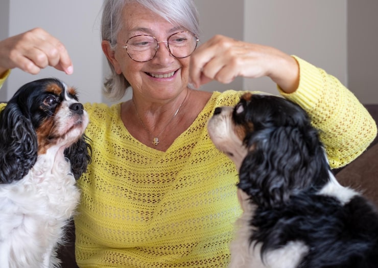Descubra como adaptar alimentação e cuidados conforme o cão envelhece