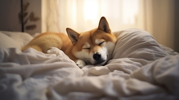 Cachorro dormindo confortavelmente em uma cama para cães