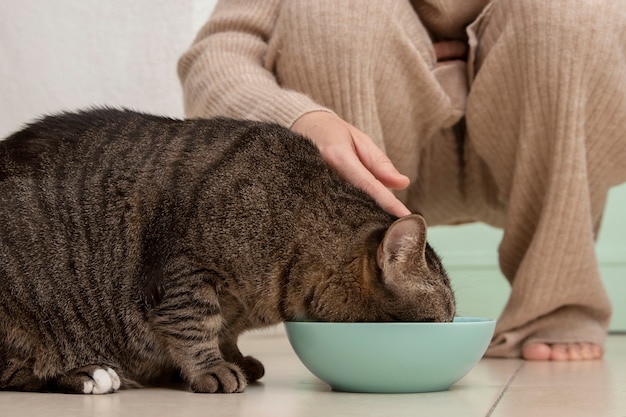 Gato comendo sachê de alimentação úmida em pote de cerâmica