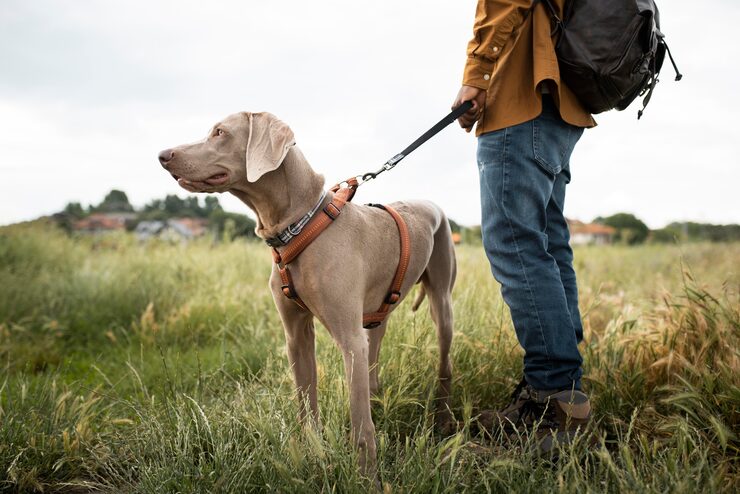 Cão utilizando coleira antipulgas durante passeio ao ar livre