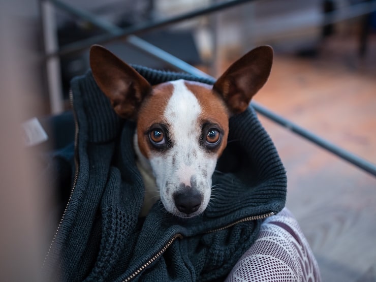 cachorro com sintomas de vermes intestinais