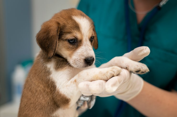 veterinário realizando avaliação em filhote